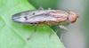 Opomyza petrei